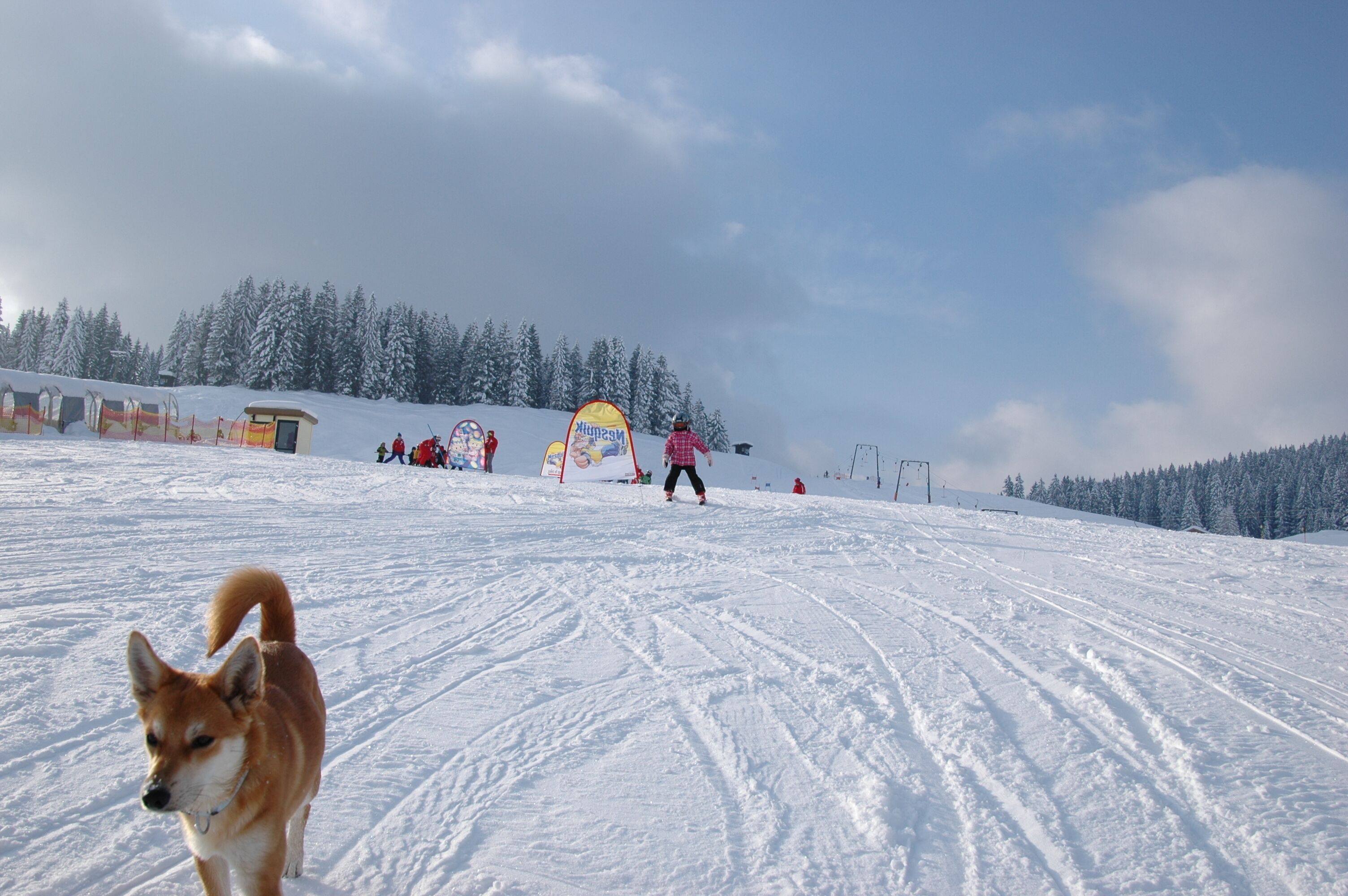 En snötäckt skidbacke med en hund i förgrunden och människor som åker skidor i bakgrunden.