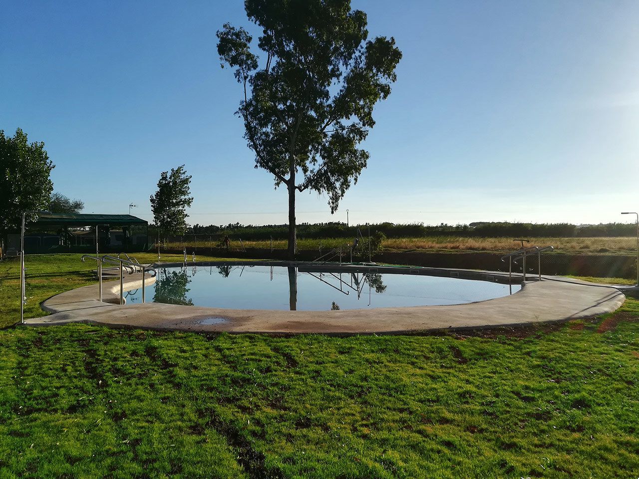 A circular pool with a central tree, surrounded by a concrete deck and grassy area.