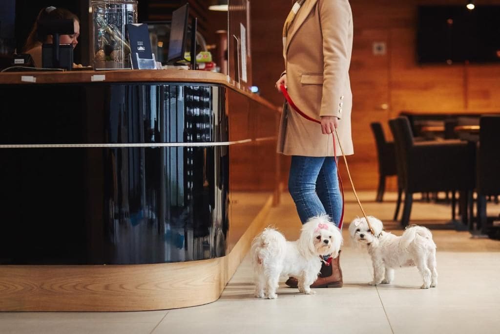 A person with two small white dogs in a hotel lobby with a wooden reception desk and seating area.