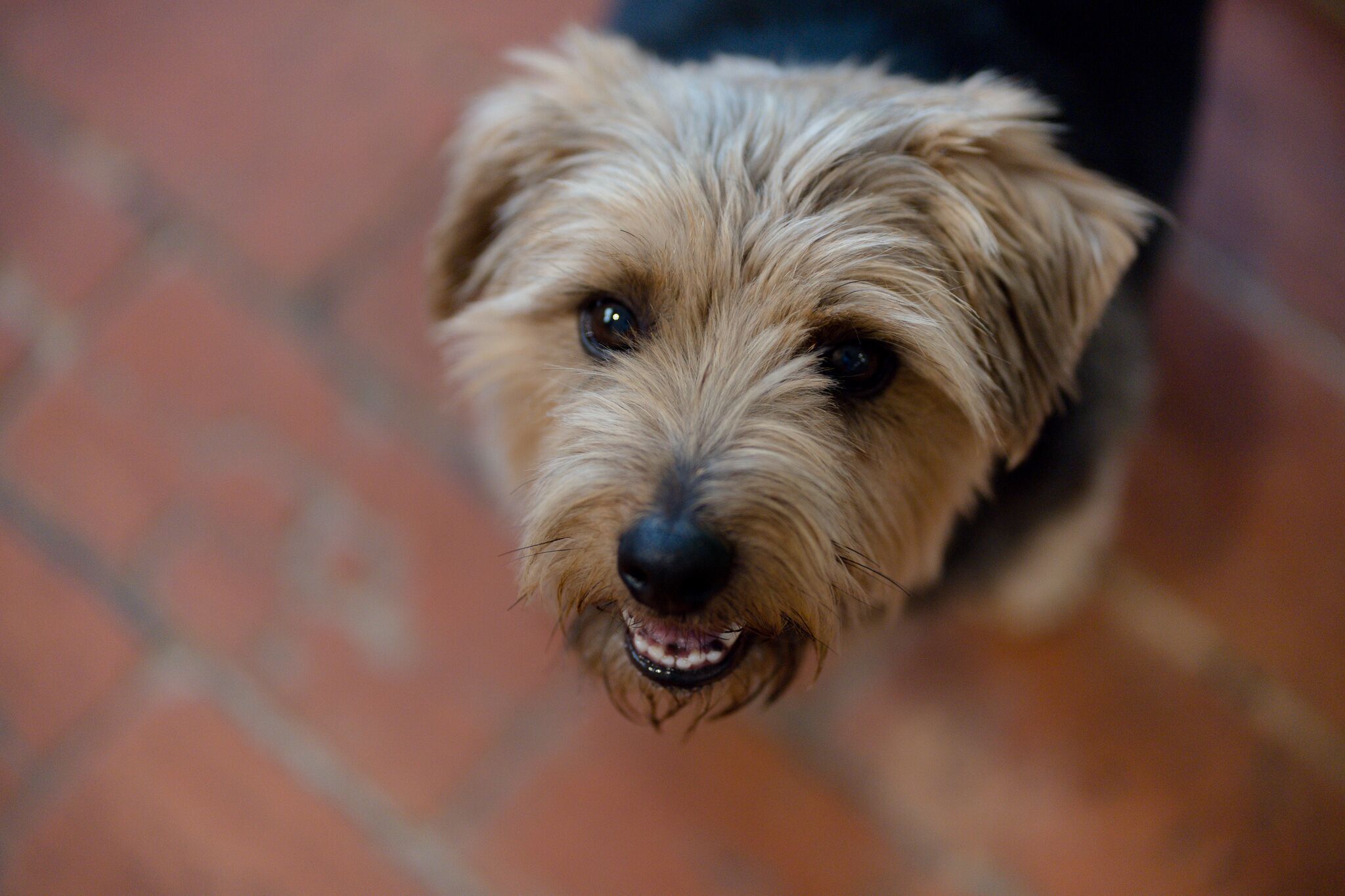 A close-up of a dog with a light brown coat and dark eyes.