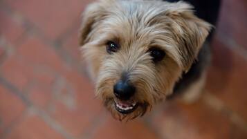 A close-up of a dog with a light brown coat and dark eyes.