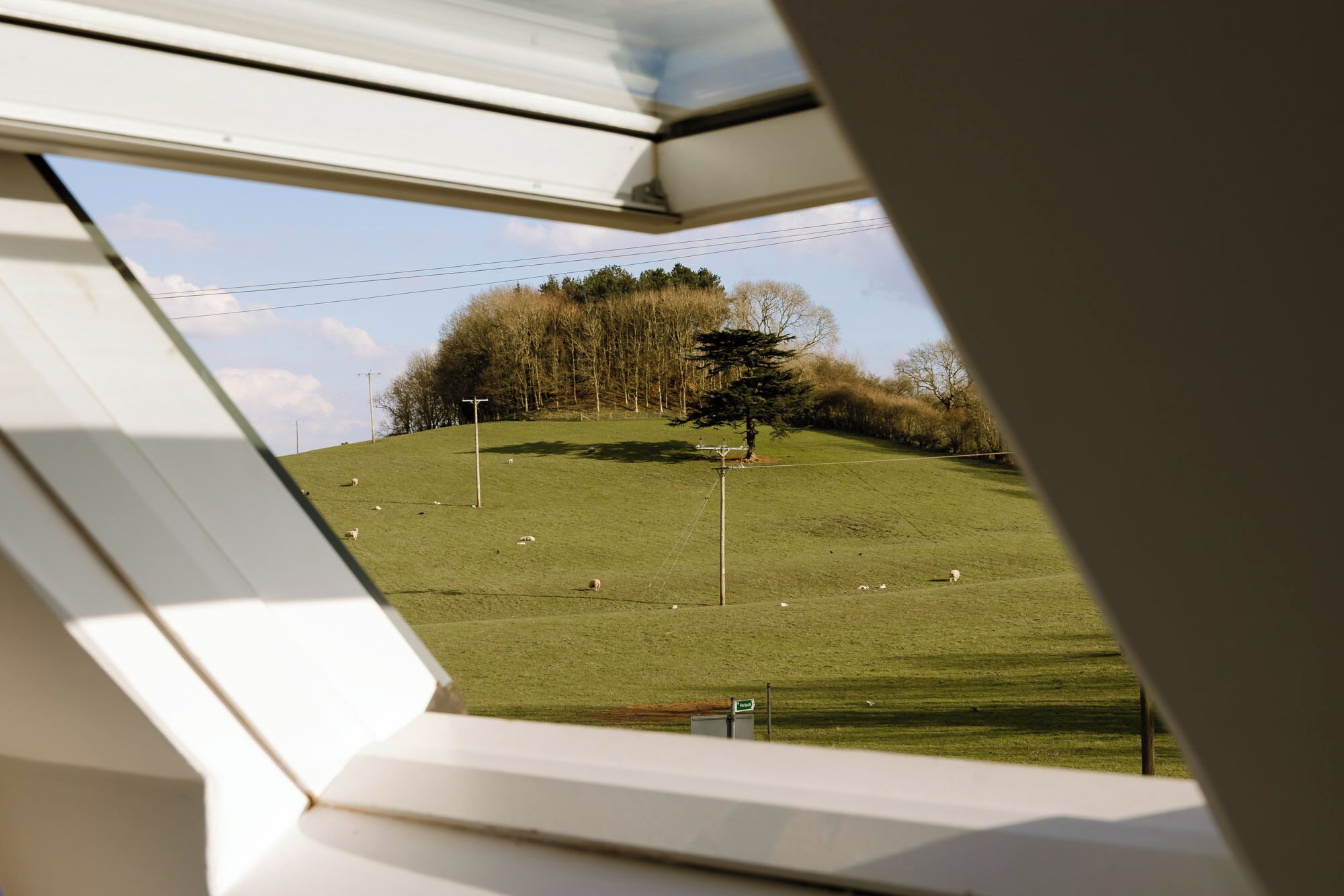 A view through a window of a grassy field with a few sheep, a tree, and a telephone pole.