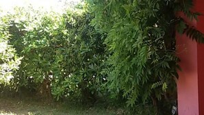 Garden - Fenicottero House (San Teodoro)