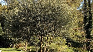 Exterior - Le Clos de Saint Esprit Ocre en Provence (Draguignan)