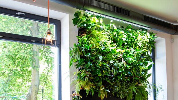A wooden table with chairs, a hanging light fixture, and a large green plant wall. - Penzion Dílna (Trebon)