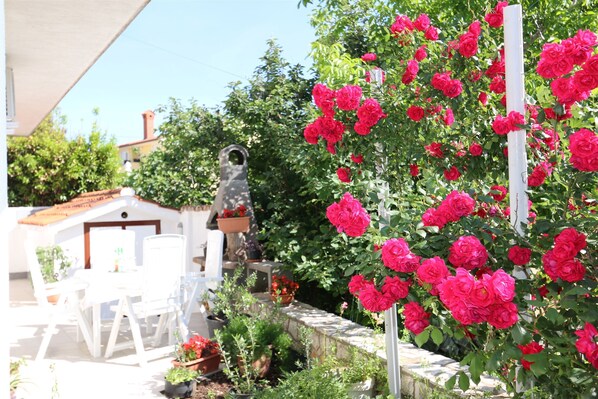 Stroll through a serene garden oasis with a variety of plants and flowers, including roses, beneath a shaded pergola.