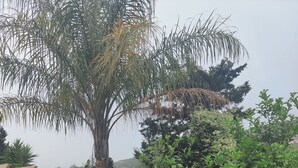 A garden with various plants and trees, including a palm tree and orange trees. - 3 bed apartment, 1 bathroom, Large Private Patio & Garden, Mountain views, (Pizzo)