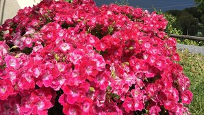 Un jardin aux fleurs roses éclatantes, avec vue sur l’océan.