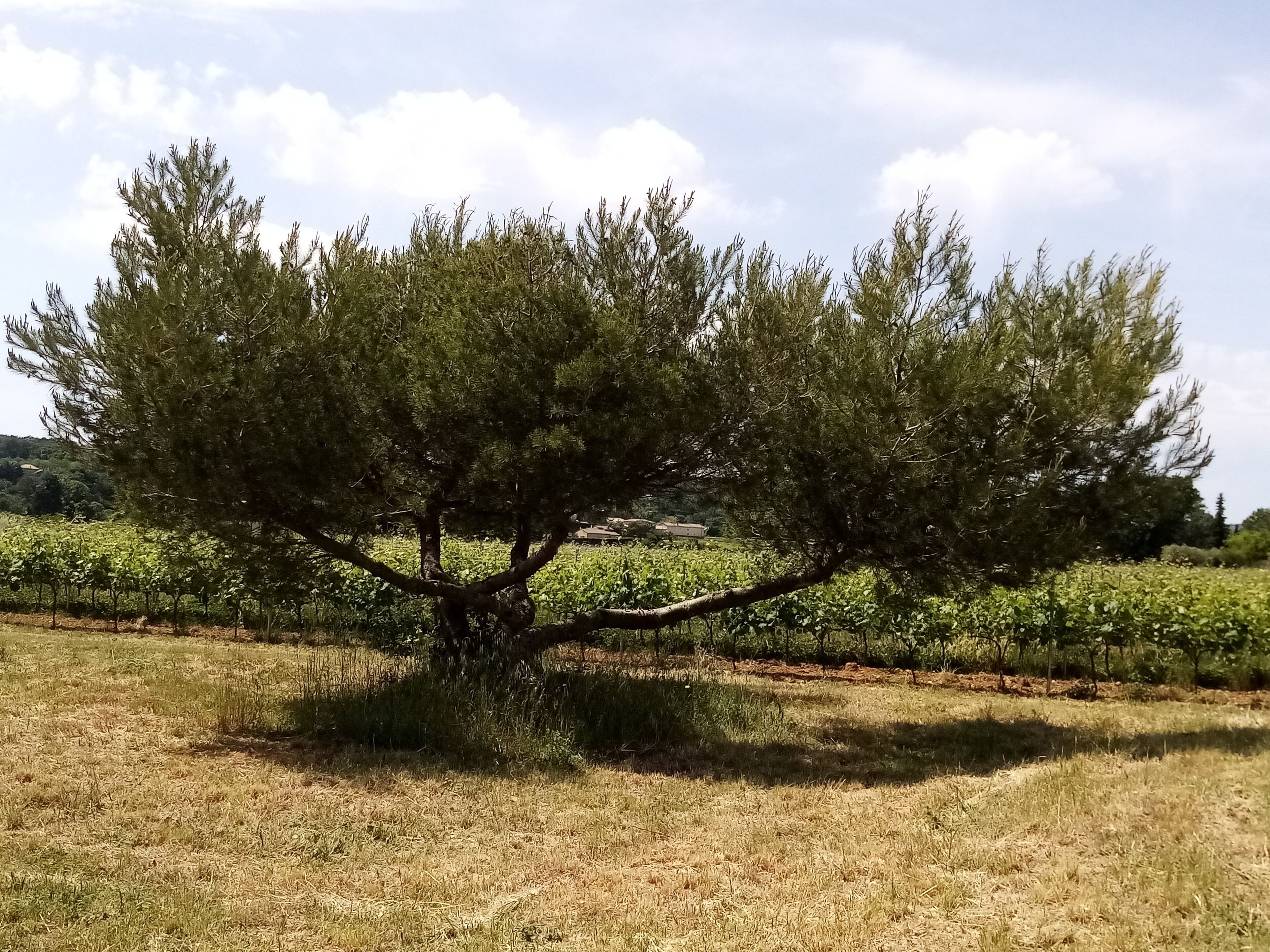 Ein Baum in einem Feld unter blauem Himmel.