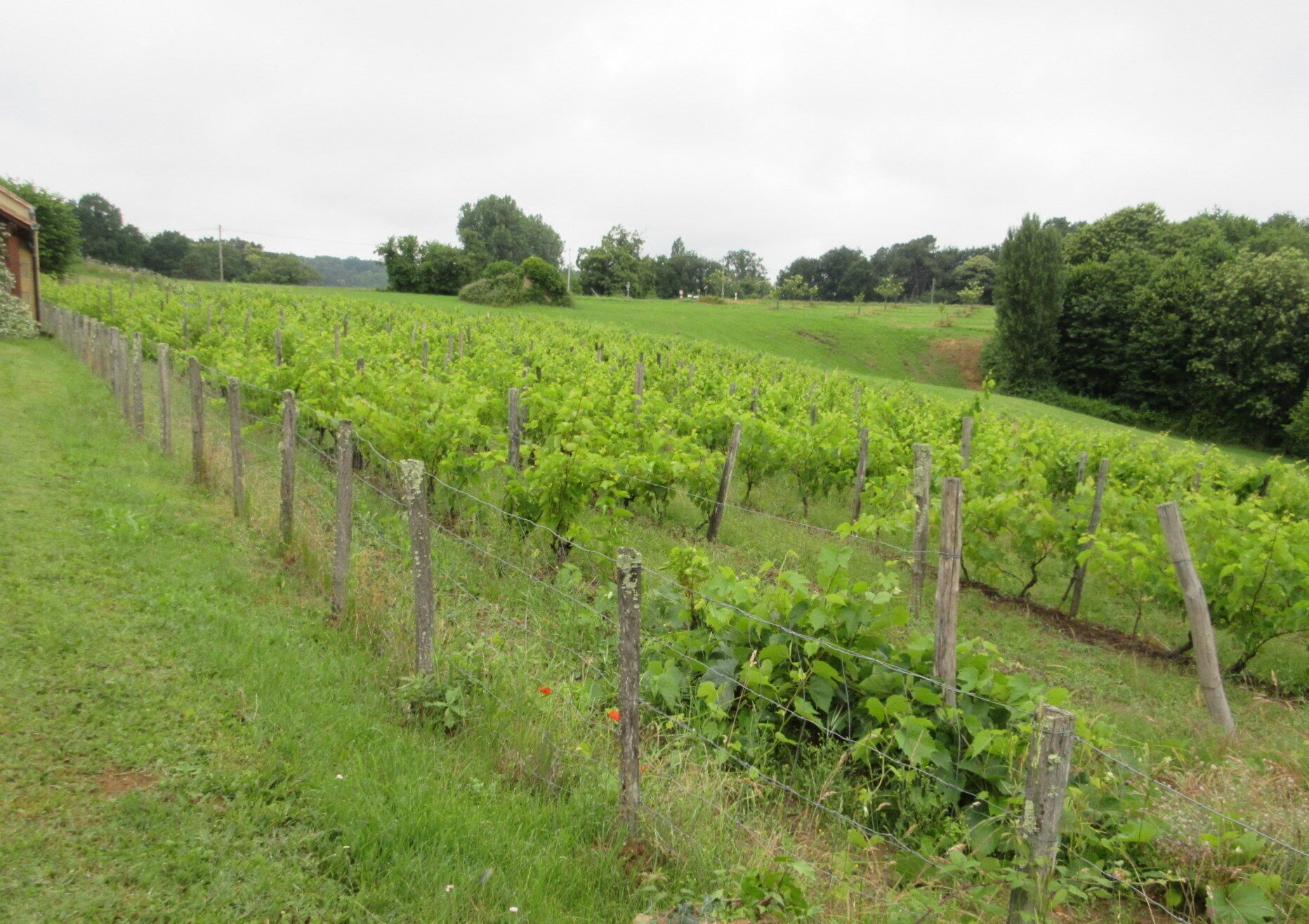 A vineyard with rows of grapevines, surrounded by lush greenery and trees.