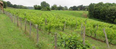 A vineyard with rows of grapevines, surrounded by lush greenery and trees.