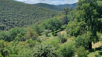 Un paysage verdoyant et luxuriant, parsemé d’une variété d’arbres et d’arbustes, sous un ciel bleu azur, avec des collines qui se dessinent à l’horizon.