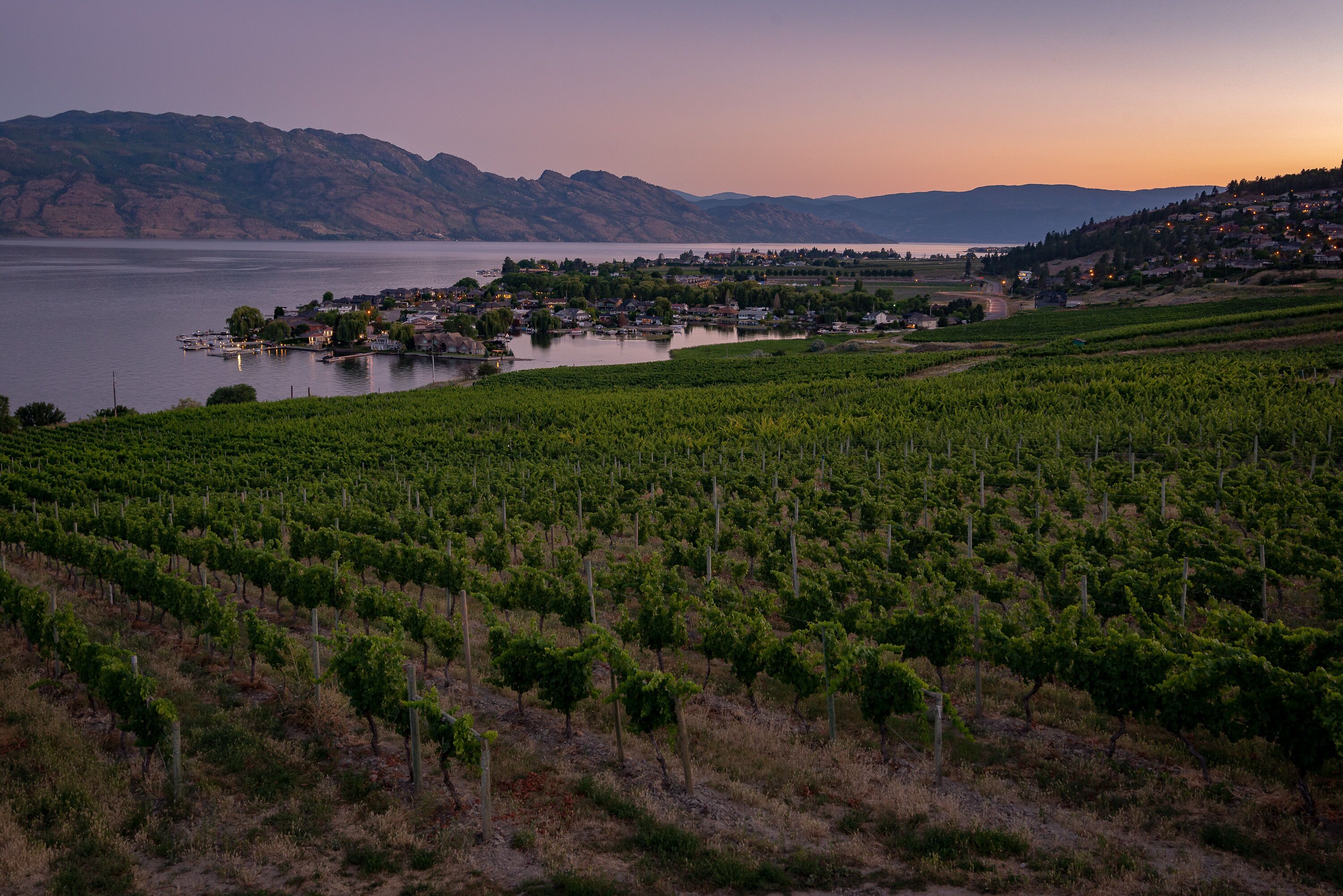 Viñedo con hileras de vides y un pueblo a orillas de un lago.