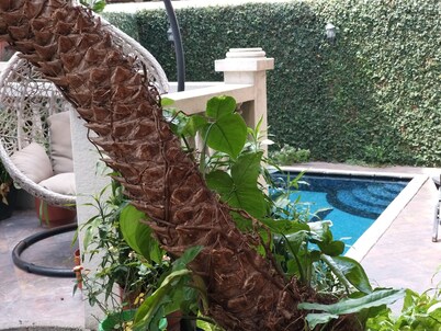 Happy Villa With Pool in Guayaquil