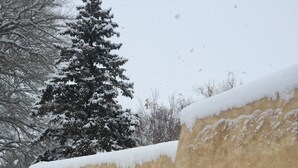 A snow-covered outdoor area with a snow-covered tree, a snow-covered wall, and a snow-covered ground.