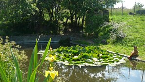 A pond with lily pads and yellow flowers, surrounded by greenery and trees. - Cottage Les Hortensias in Pralong - Charm and Comfort for 4 Guests with Internet (Pralong)