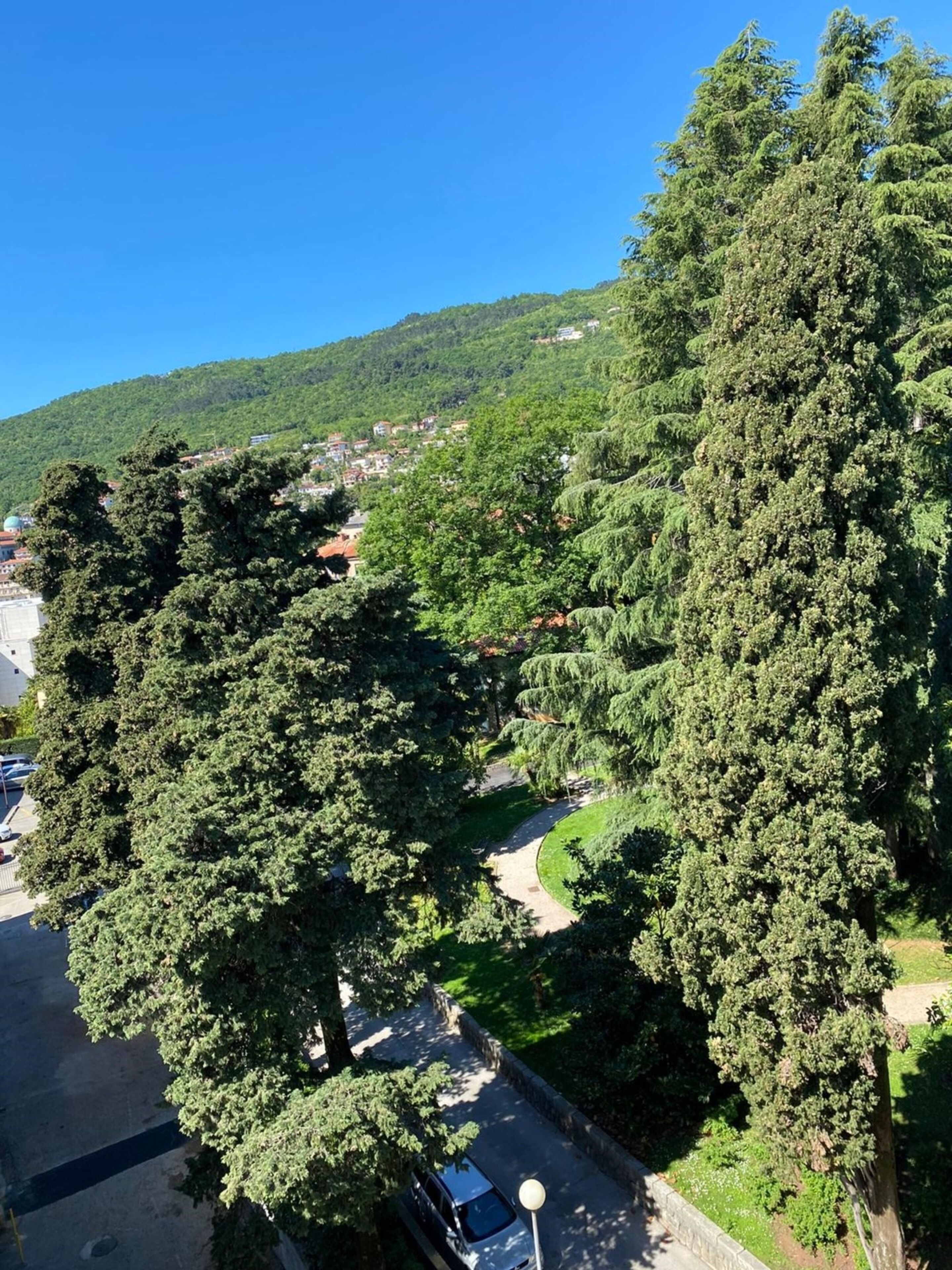 A residential area with a large tree in the foreground, a winding road, and a hillside with buildings in the background.