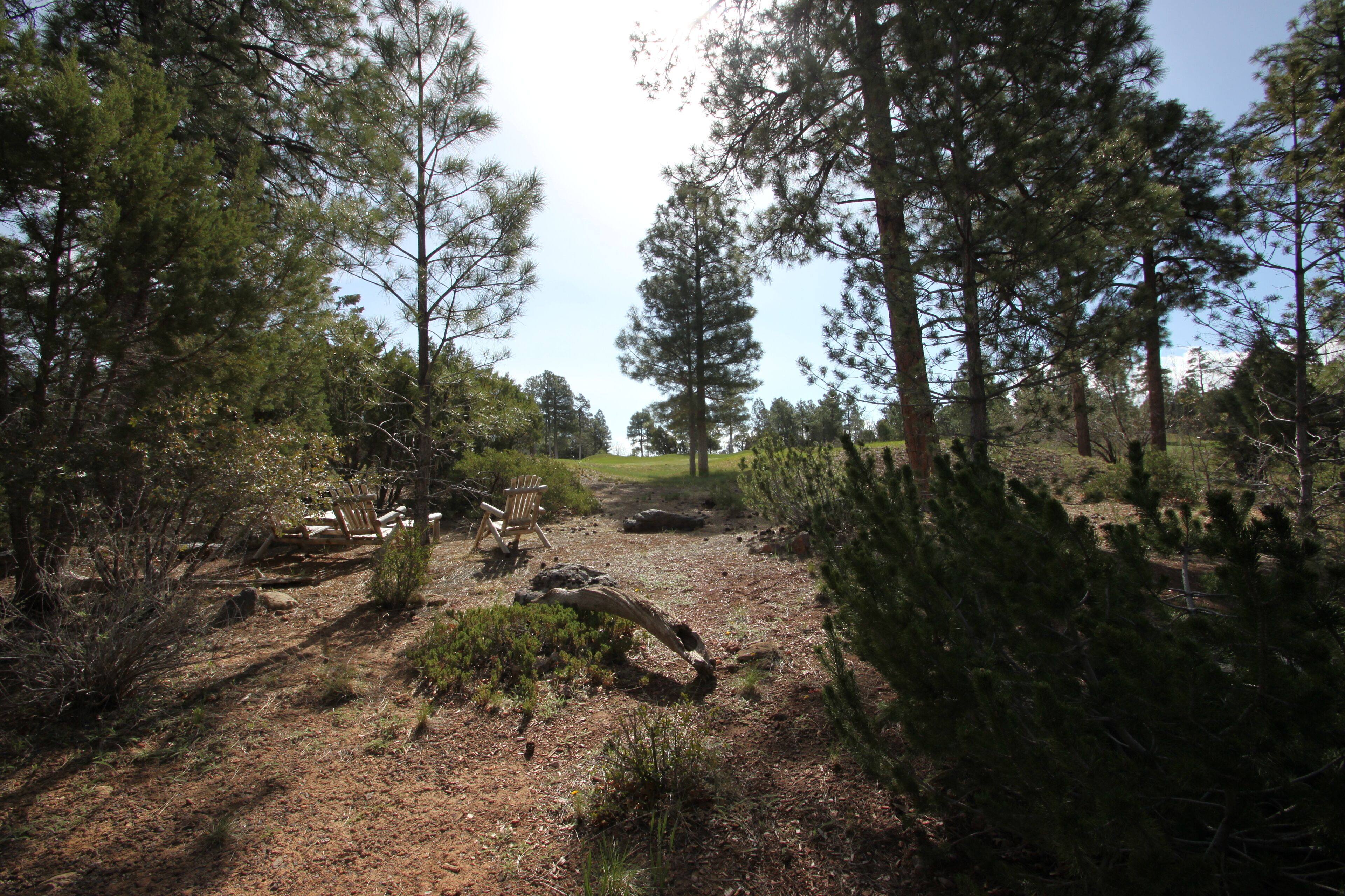 Une zone boisée avec un sentier de terre, des bancs en bois et un arbre abattu.
