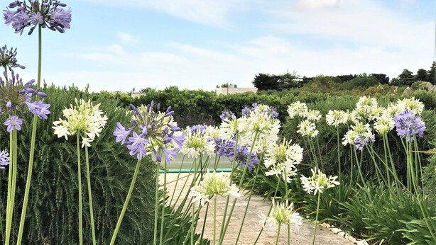 Un sentier de jardin bordé de plantes et de fleurs hautes.