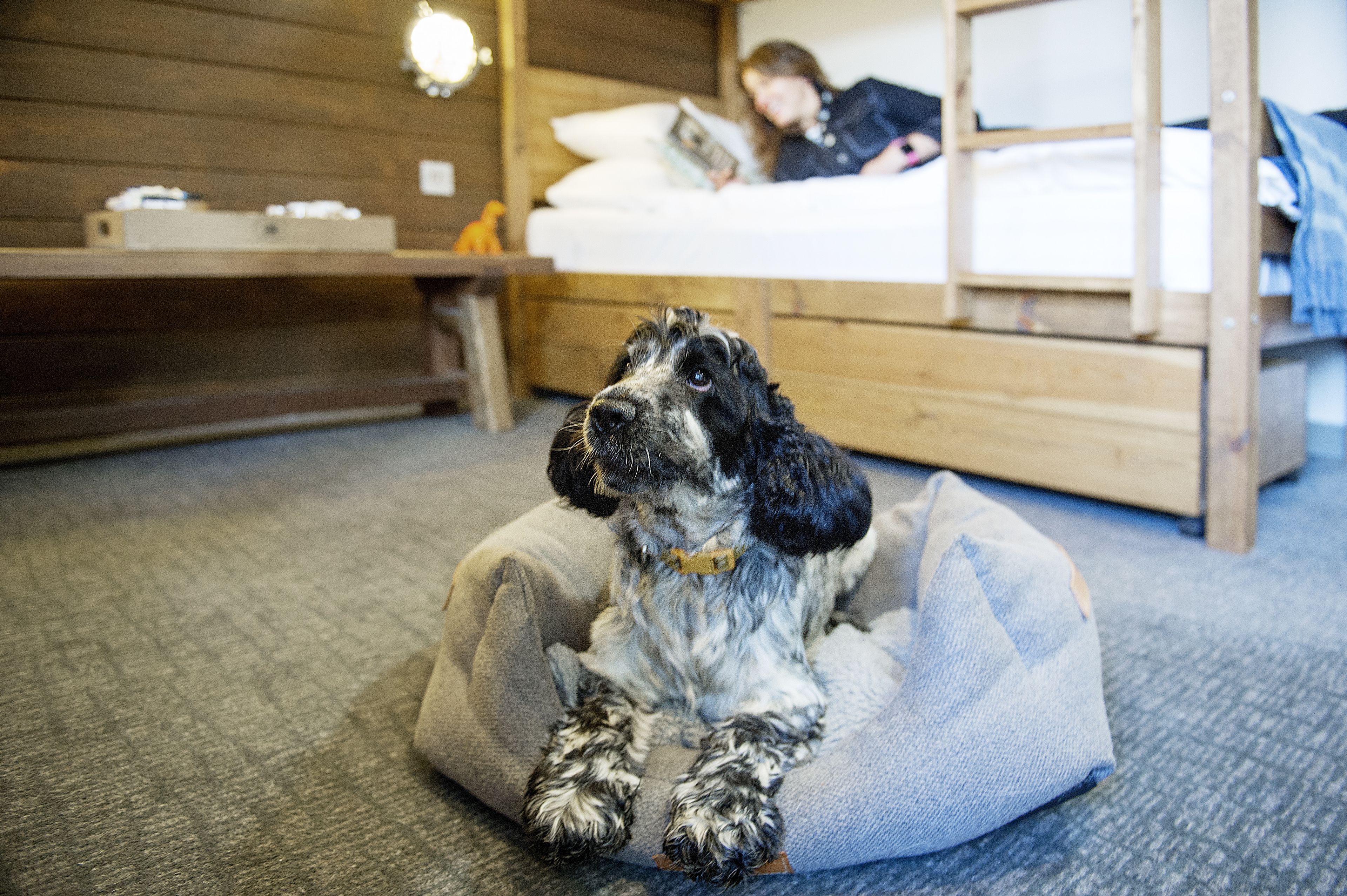 Un perro en una cama para mascotas en una habitación con una litera y un cabecero de madera.
