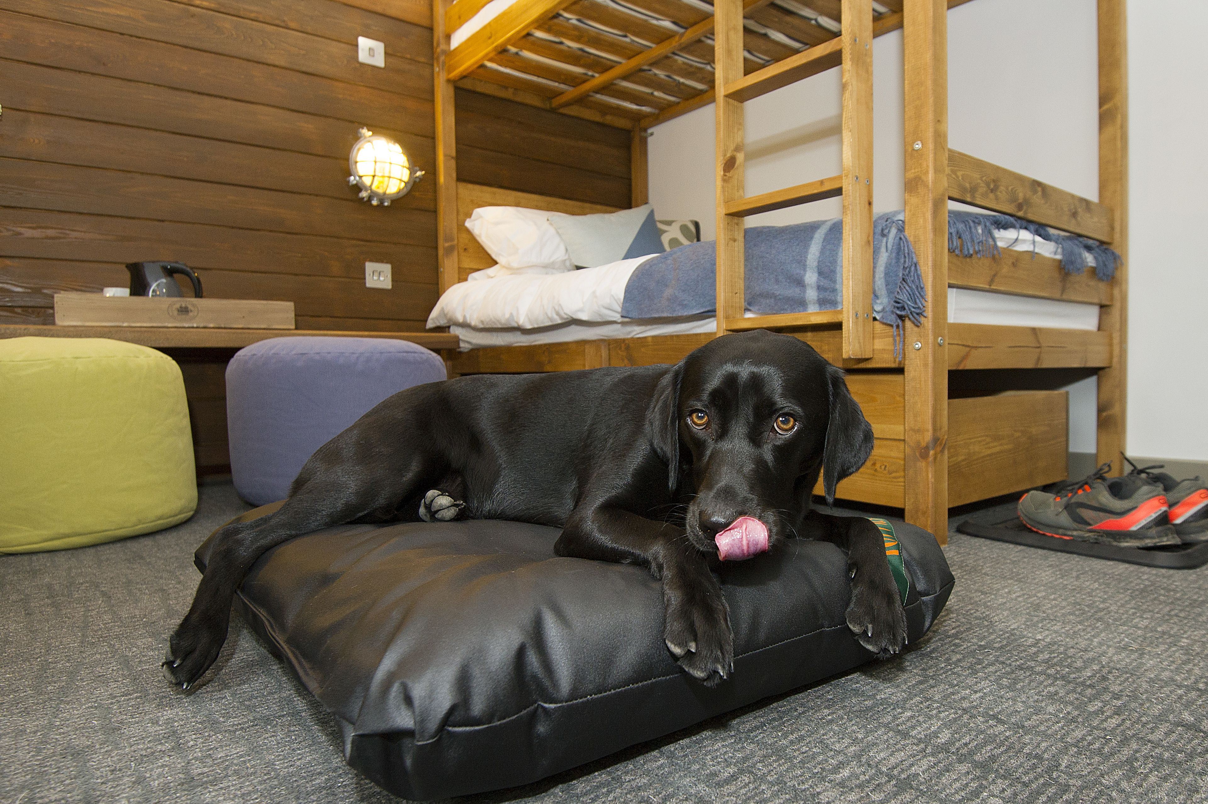 A black dog lying on a black cushion in a room with a bunk bed, wooden walls, and a small table with a kettle.