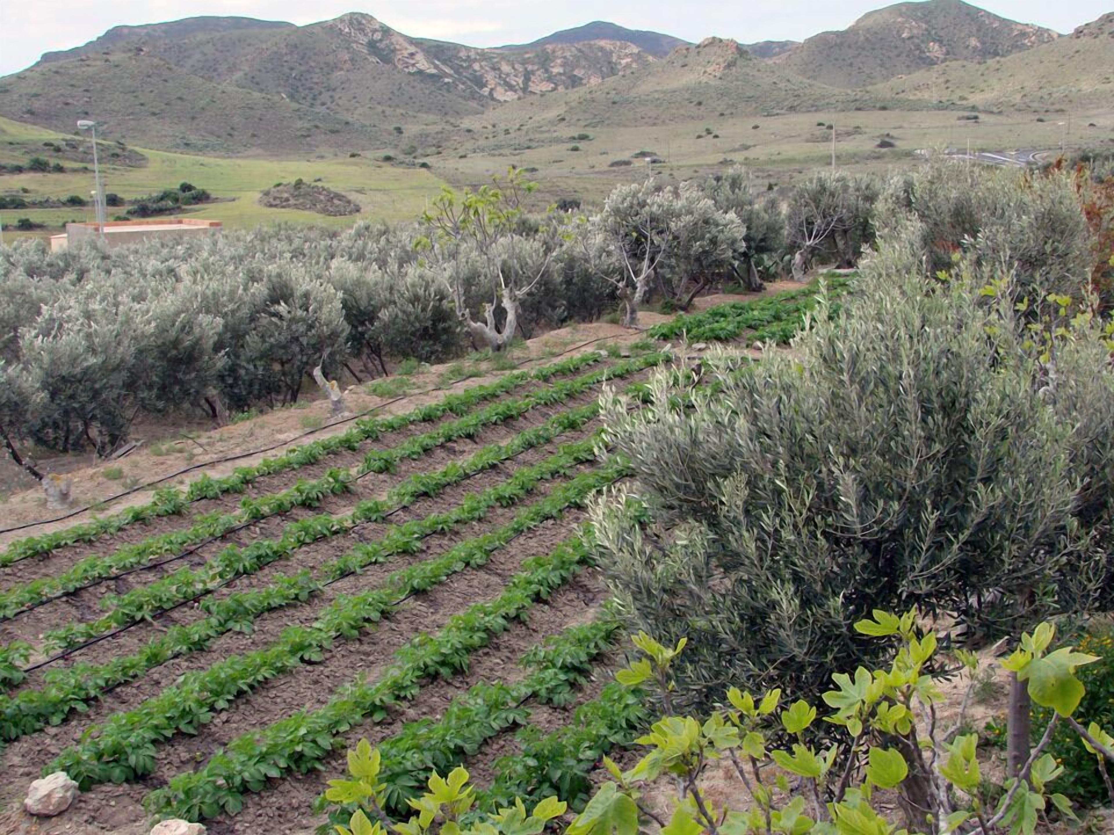 A vineyard with rows of grapevines and olive trees in the background.