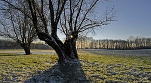 Lumi peittää puun oksat, ja taivas on kirkas.