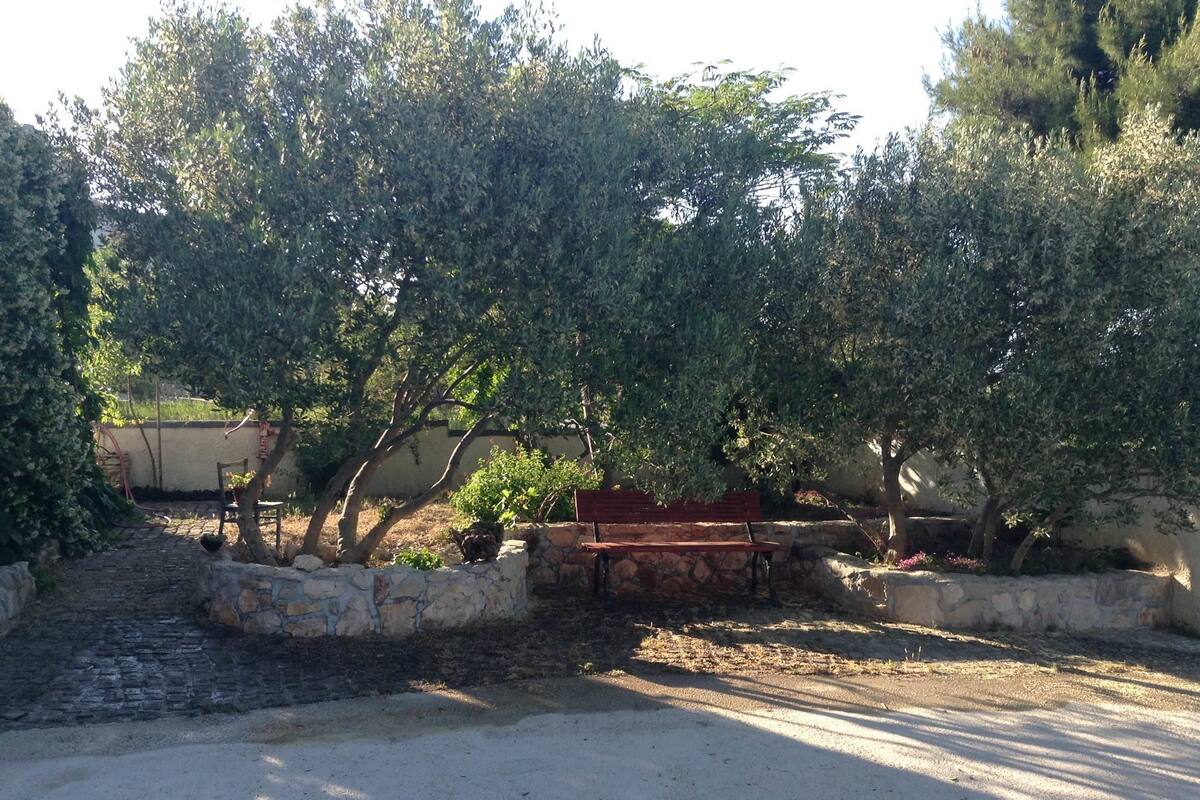 A paved pathway leading to a stone bench under olive trees.