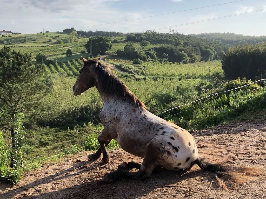 Un caballo en un entorno rural, con colinas ondulantes y vegetación al fondo.