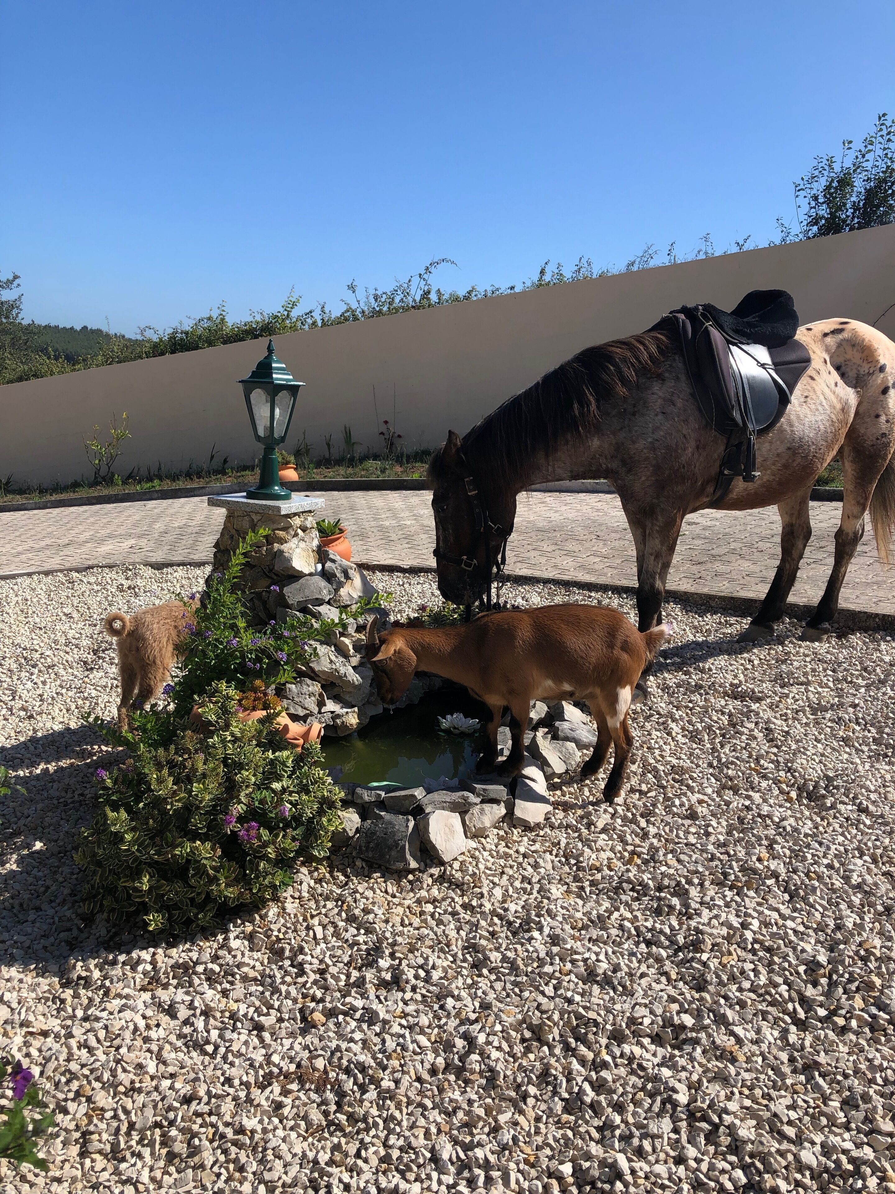 Um cavalo e um potro bebendo em uma pequena lagoa rodeada por pedras e plantas.