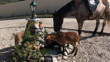 Um cavalo e um potro bebendo em uma pequena lagoa rodeada por pedras e plantas.