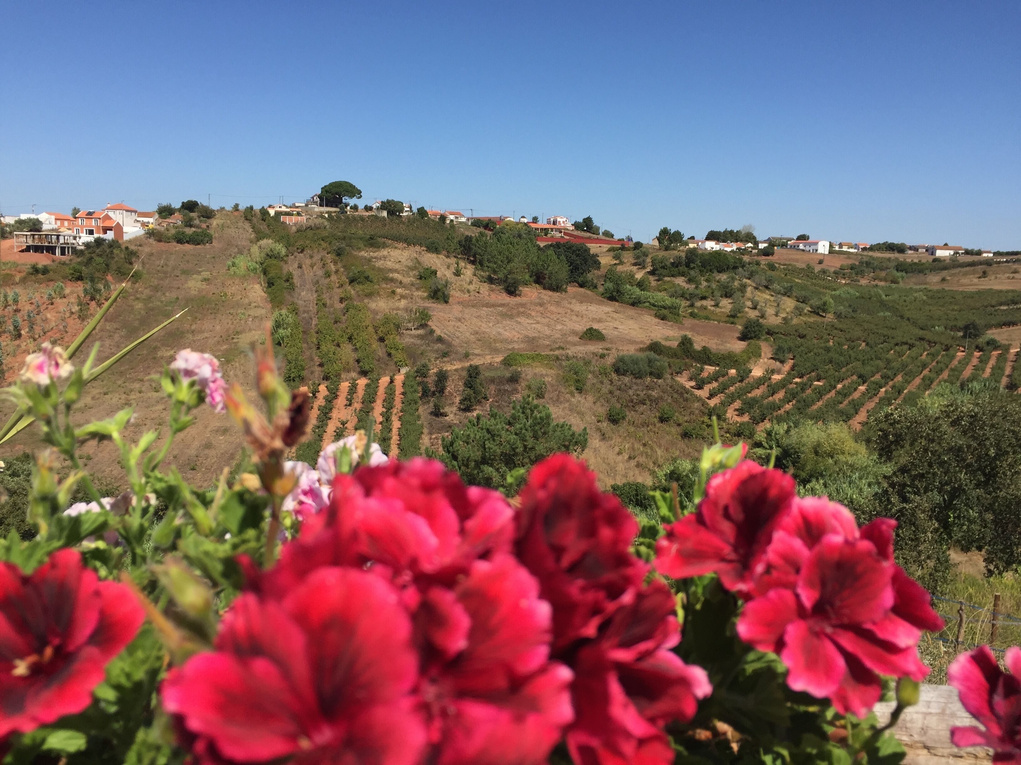 Paisaje de viñedo con hileras de vides y casas al fondo.