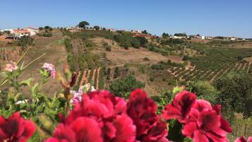Paisaje de viñedo con hileras de vides y casas al fondo.