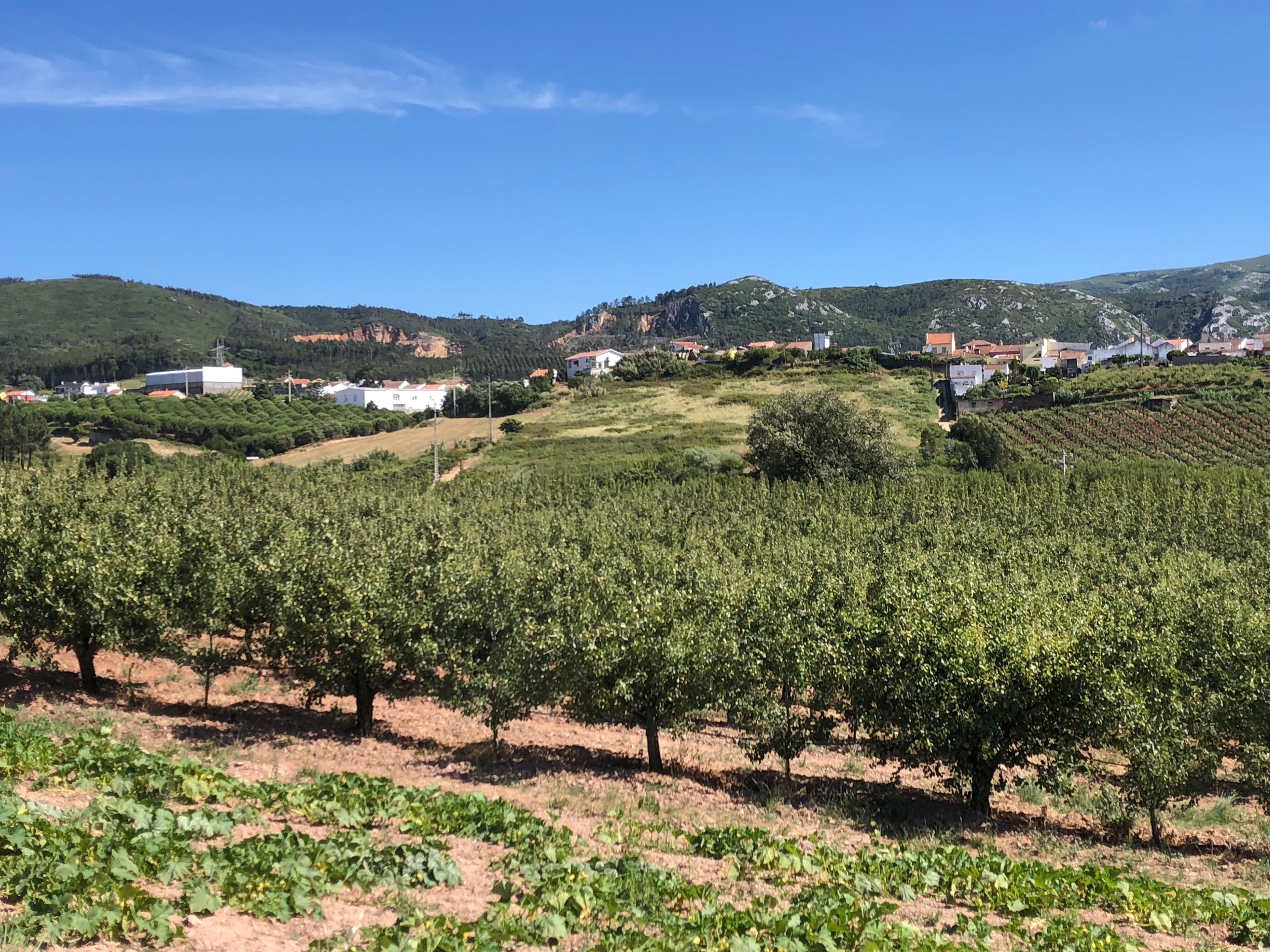 Viñedo con hileras de vides, algunos árboles y edificios al fondo.
