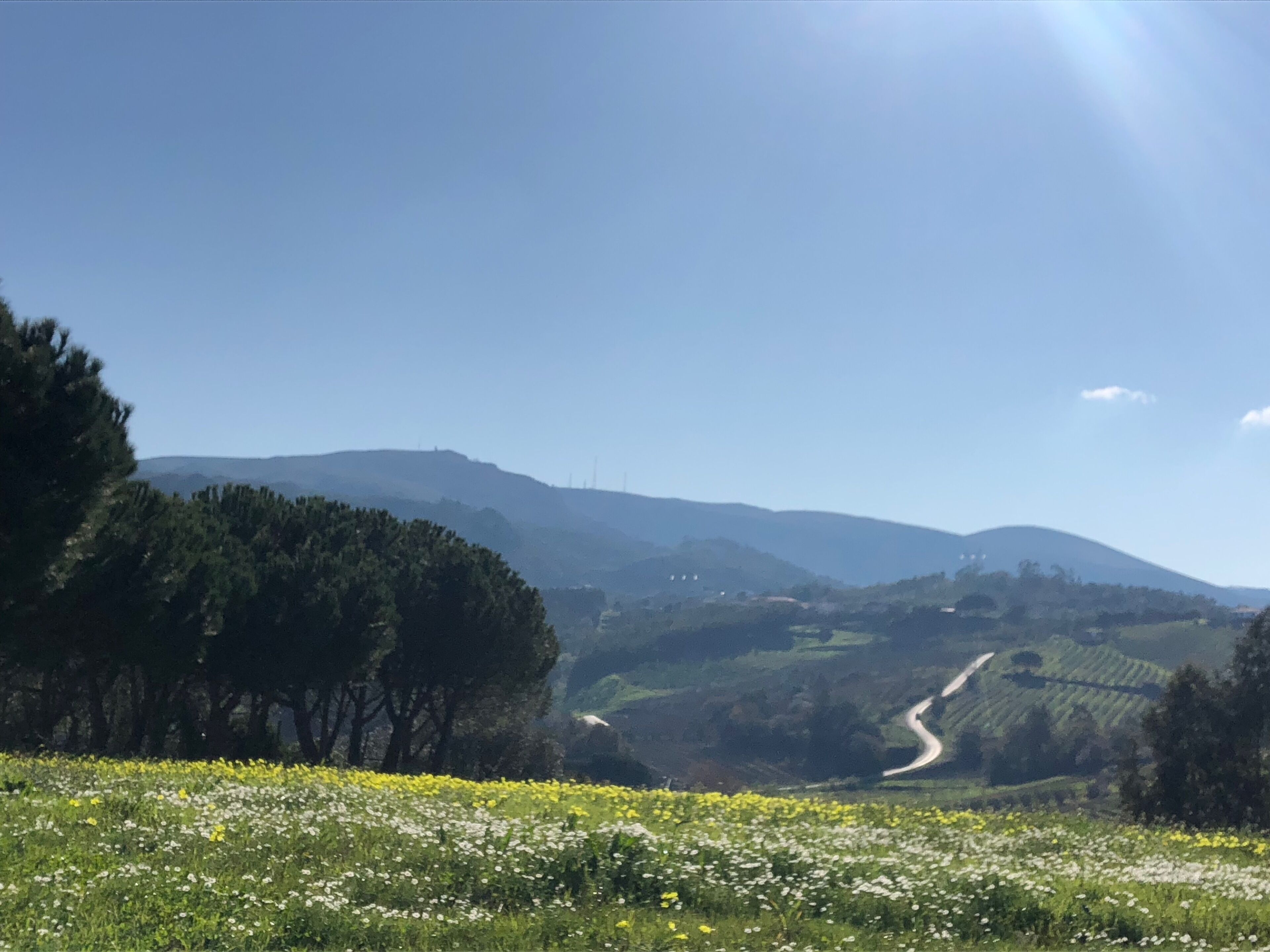 A rural landscape with a winding road, trees, and fields of flowers.