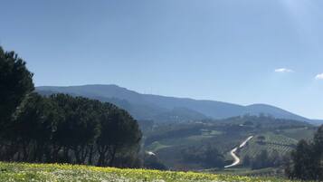 A rural landscape with a winding road, trees, and fields of flowers.