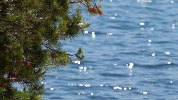 A person lying on a beach towel, reading a book, with a clear view of the sea and a pine tree in the background.