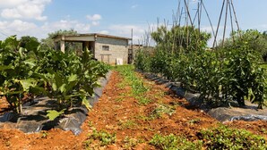 A vineyard with rows of grapevines, a small building, and a clear sky. - Apartments Ana Pula / Exclusive two Bedroom A5 (Pula)