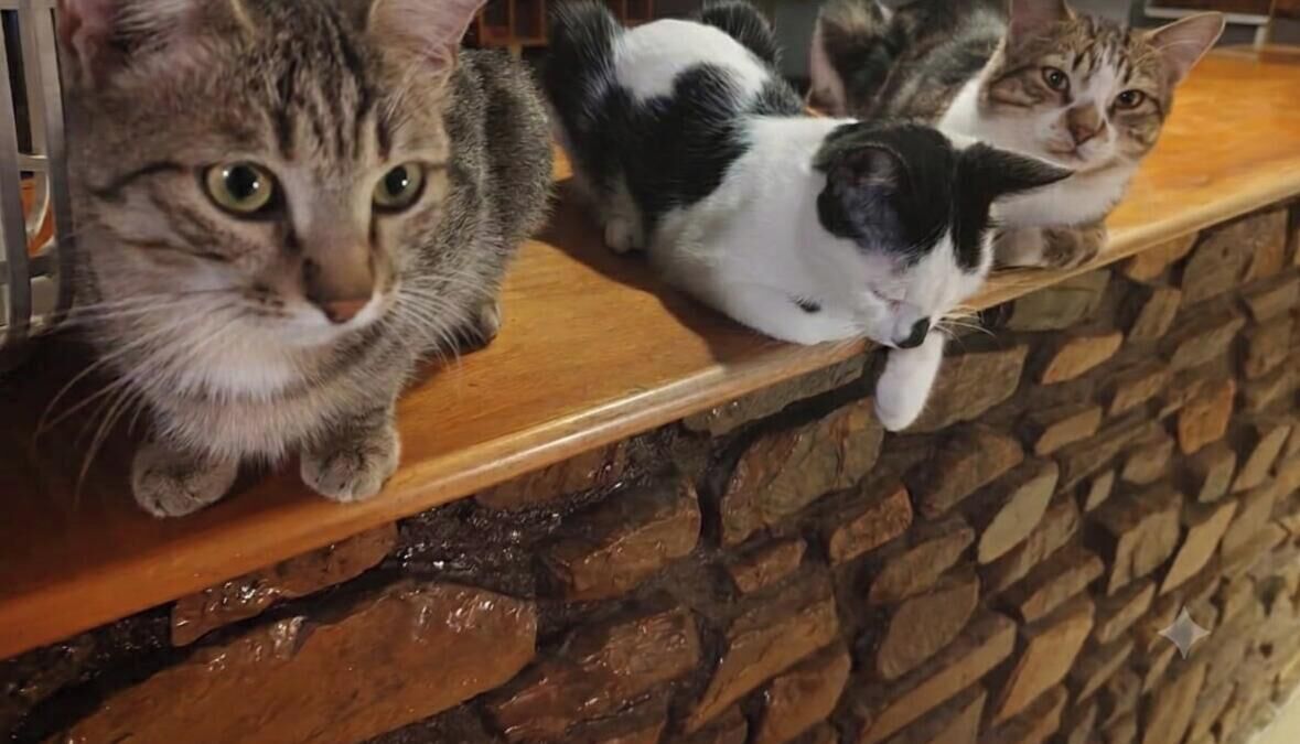 Three cats on a wooden shelf against a stone wall.