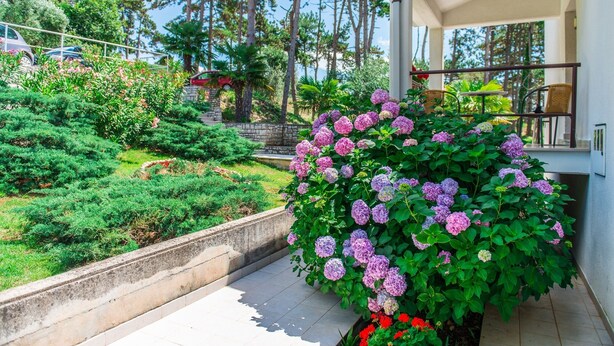 Garden - Apartments Pino Rabac (Labin)