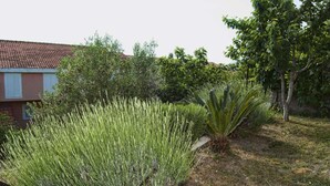 A garden with various plants and a building with a red-tiled roof.