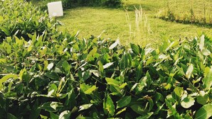 Un espace extérieur abrité par une tente, agrémenté de verdure et doté de murs en pierre.