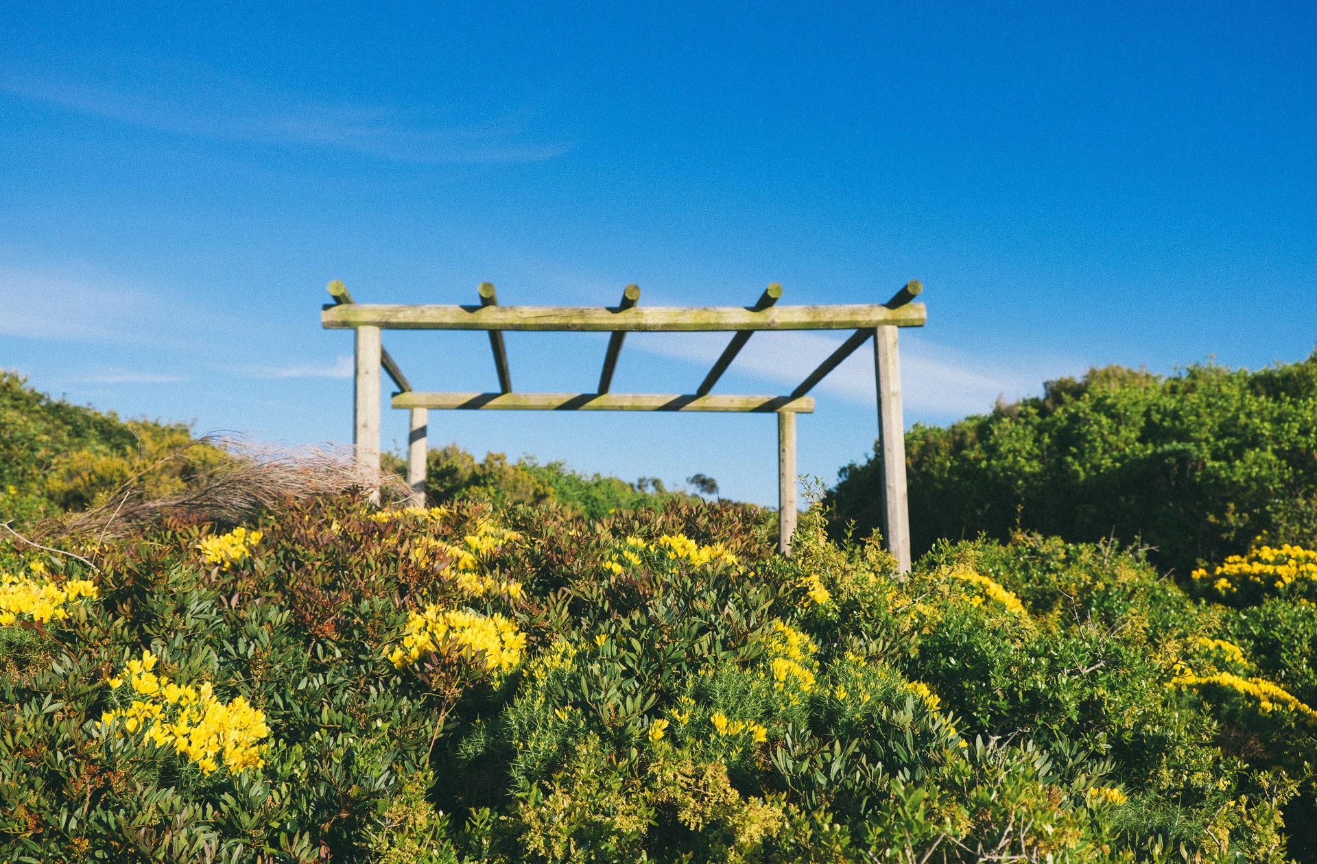 Een houten pergola midden in een veld vol gele bloemen, onder een heldere blauwe lucht.