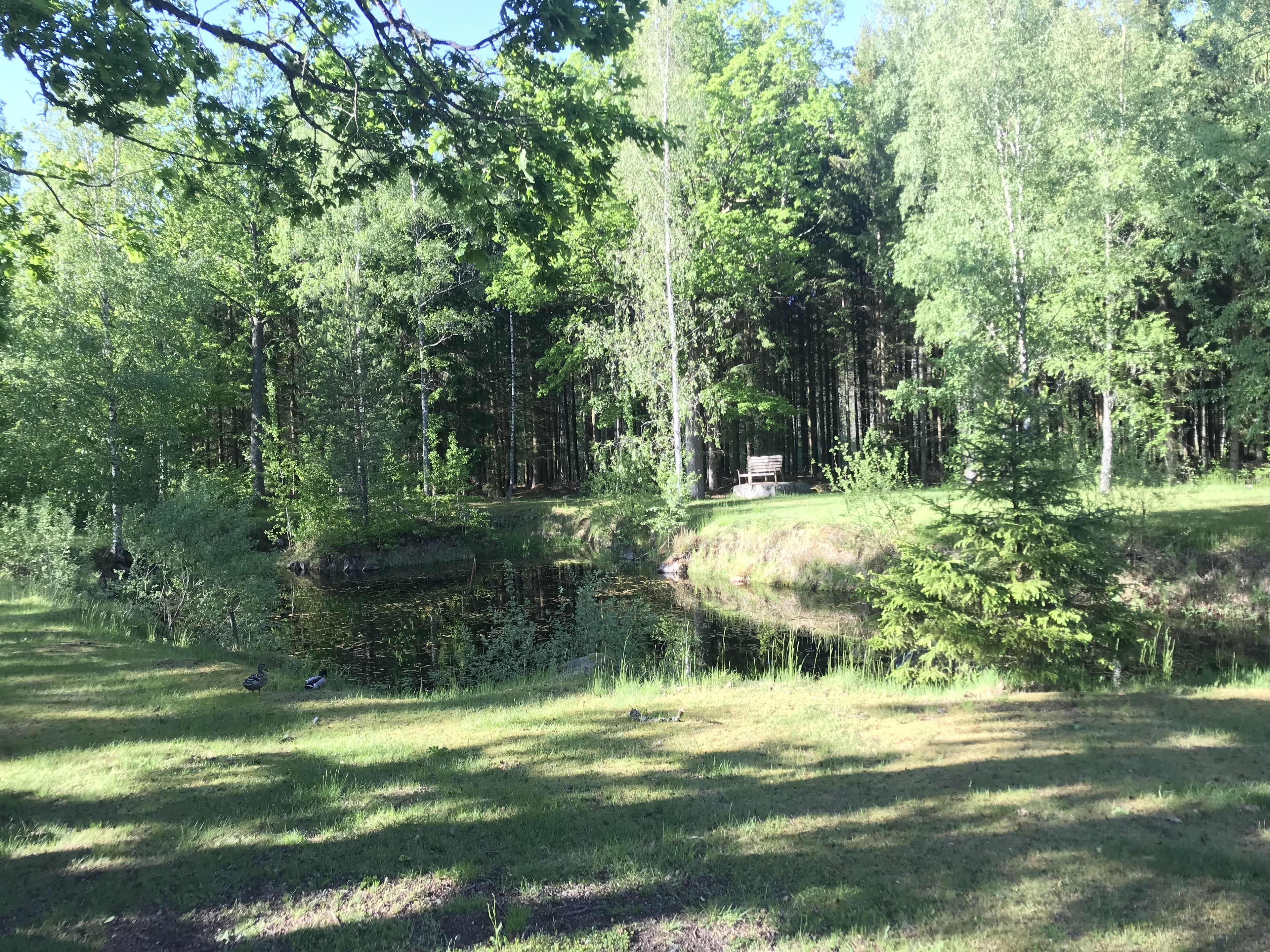 A serene forested area with a pond, a bench, and a small bridge.