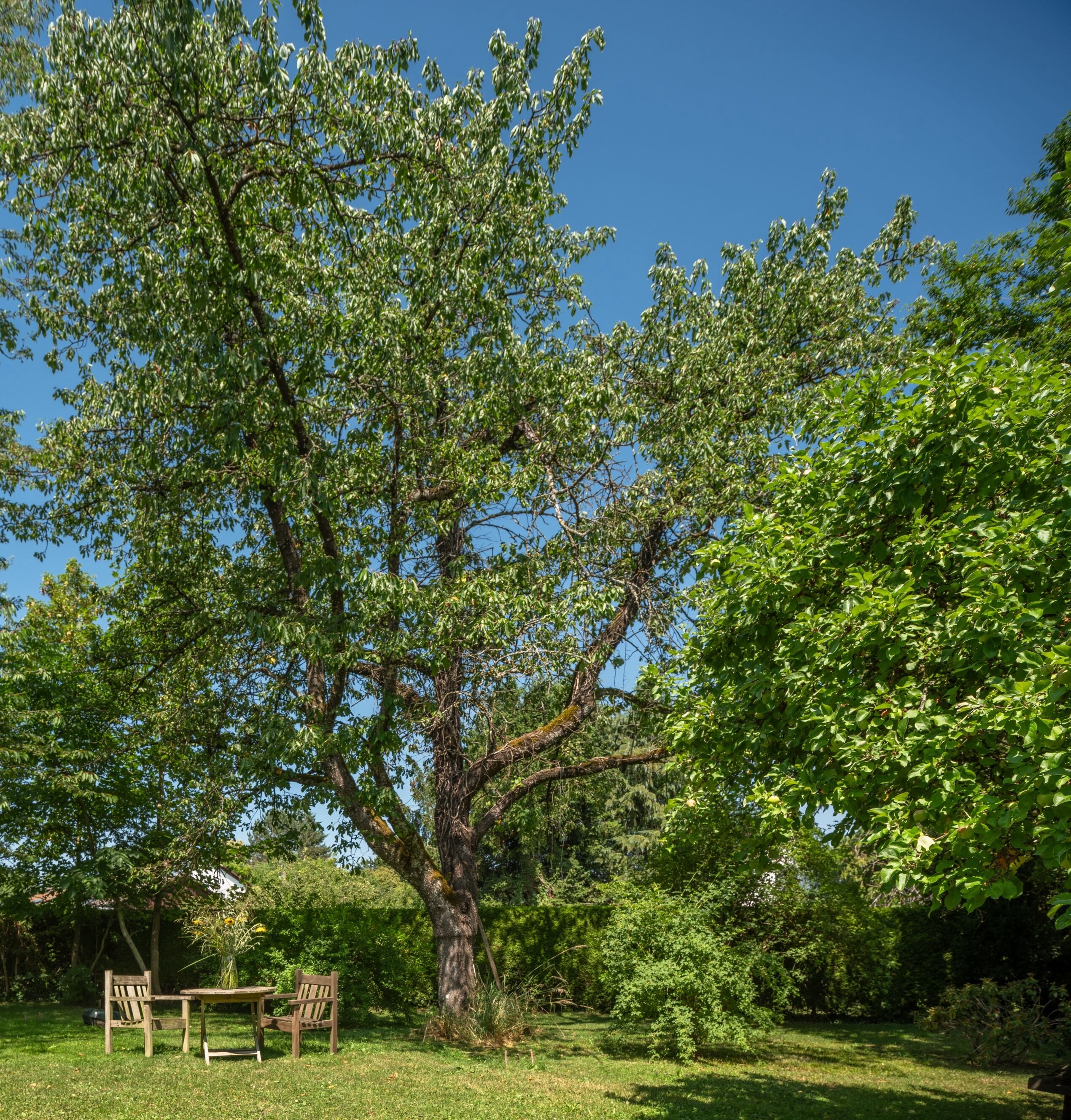 Smart TV 55 polegadas com canais via satélite, TV, lareira