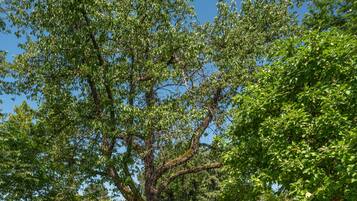 Smart TV 55 polegadas com canais via satélite, TV, lareira