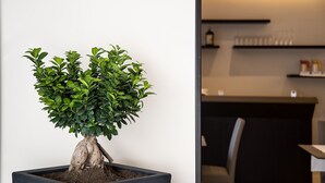 Un arbre bonsai en pot, dans une pièce moderne avec un comptoir d’accueil sombre et une chaise.