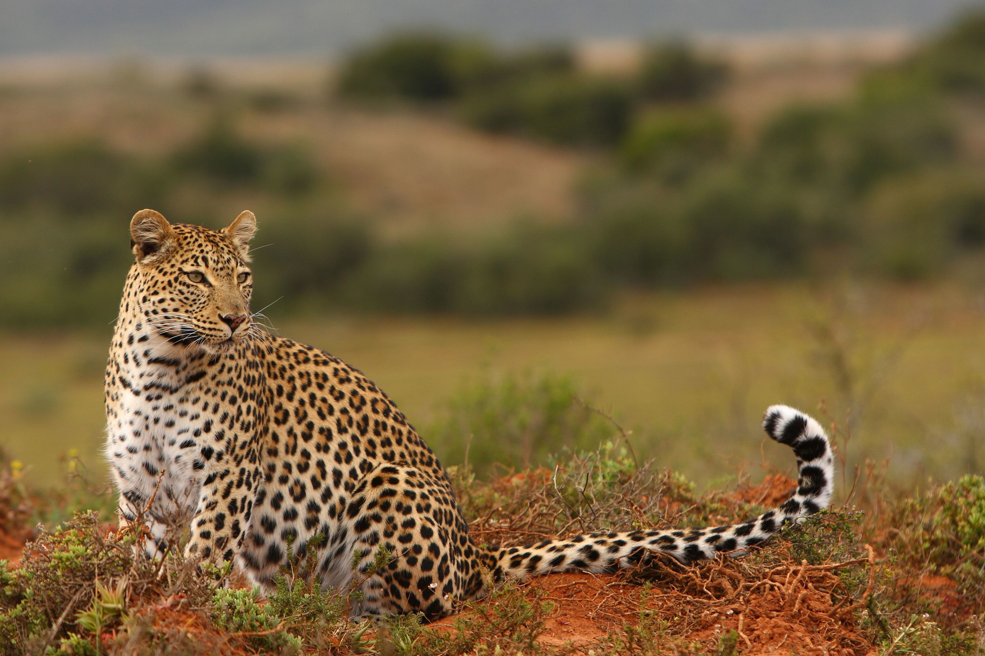 Um leopardo sentado em um solo castanho-avermelhado com vegetação rala.