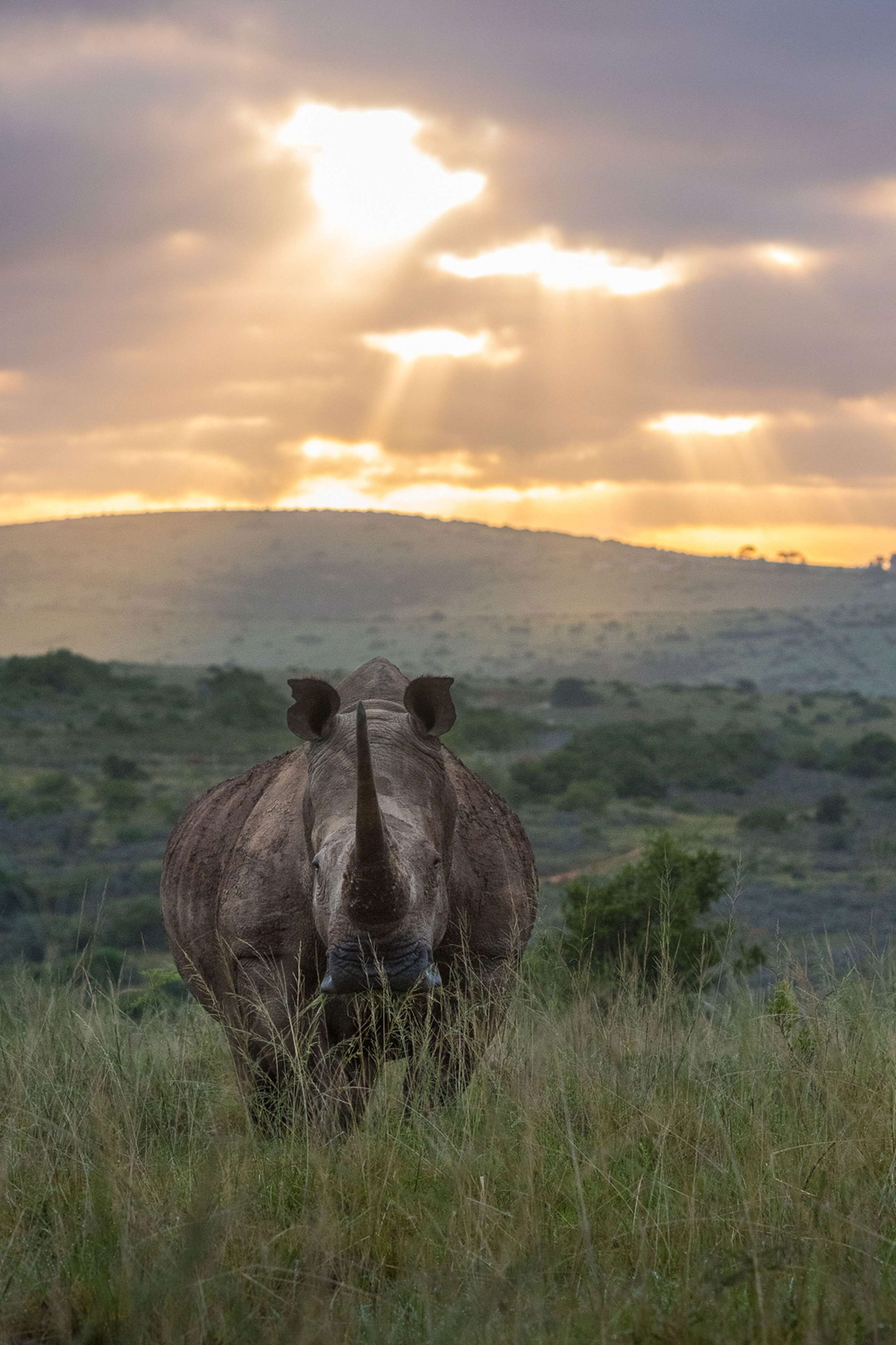 A rhinoceros in a grassy field with a sunset in the background.