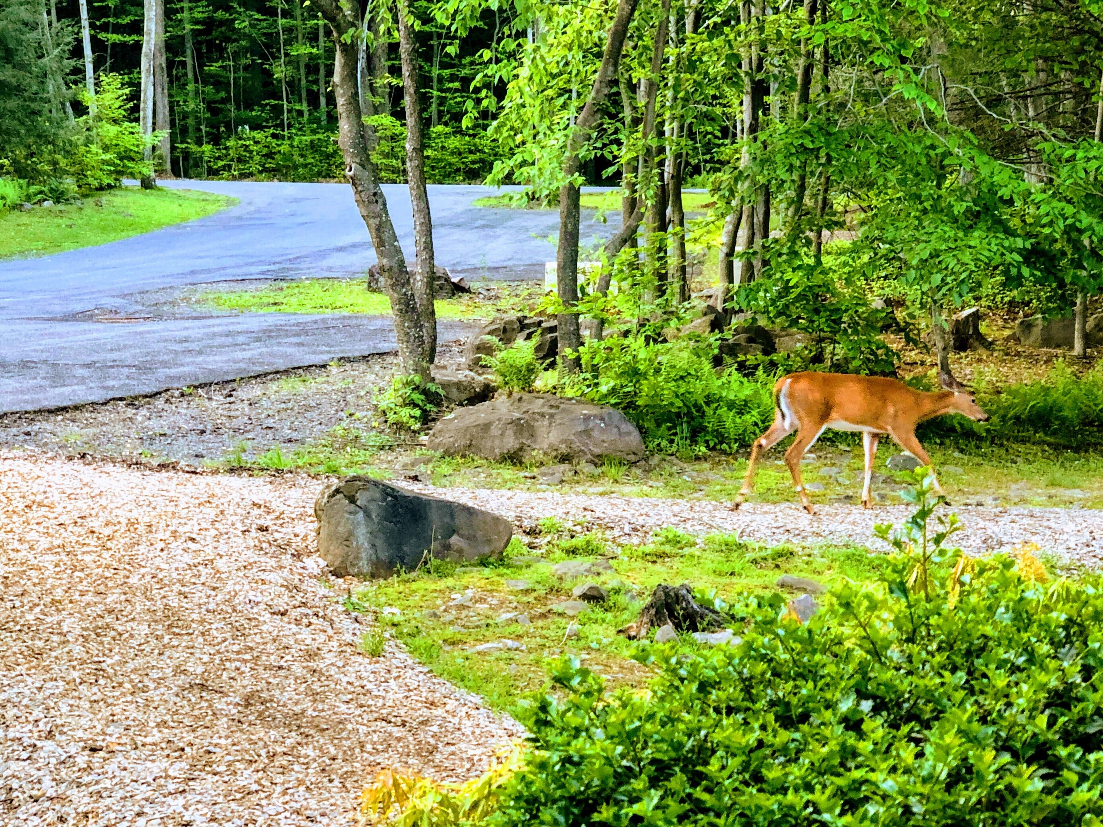 A deer walking along a gravel path in a wooded area with trees and a paved road in the background.